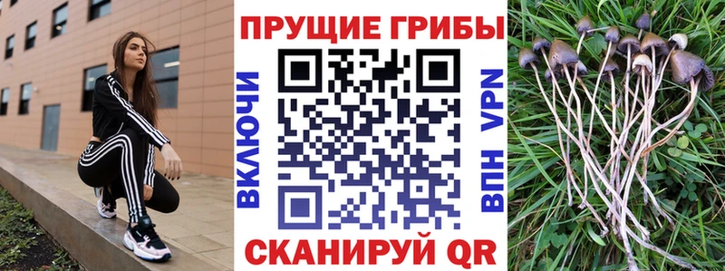 Псилоцибиновые грибы Psilocybe  Багратионовск 